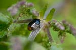 2017-04-09 - 5db26096 - Bois de Vincennes (75012)