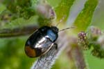 2017-04-09 - 5db26100 - Bois de Vincennes (75012)