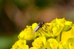 12/04/2017 - 5db26233 - Fontainebleau (77300)