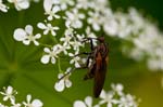 2017-04-20 - 5db26451 - Bois de Boulogne (75016)