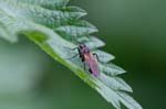 2017-04-23 - 5db26701 - Bois de Boulogne (75016)