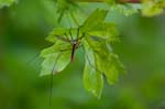 27/04/2017 - 5db26846 - Saint-Leu-la-Forêt (95320)