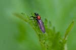 2017-05-01 - 5db27708 - Bois de Vincennes (75012)