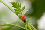 2017-05-08 - 5db27728 - Bois de Vincennes (75012)