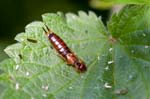 2017-05-09 - 5db27972 - Bois de Boulogne (75016)