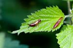 2017-05-09 - 5db28054 - Bois de Boulogne (75016)