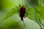 2017-05-09 - 5db28097 - Bois de Boulogne (75016)