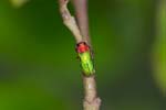 13/05/2017 - 5db28304 - Carnetin (77400)