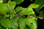 13/05/2017 - 5db28369 - Carnetin (77400)