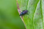 13/05/2017 - 5db28378 - Carnetin (77400)