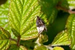13/05/2017 - 5db28440 - Carnetin (77400)