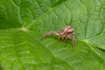 2017-05-13 - 5db28492 - Carnetin (77400)