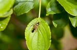 13/05/2017 - 5db28555 - Carnetin (77400)