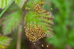 14/05/2017 - 5db28934 - Blaru (78270)