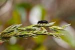 2017-05-25 - 5db29315 - Villefort (48800) 2017-05-25 - 5db29315 - Villefort (48800)