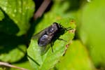 26/05/2017 - 5db29428 - Aujac (30450)