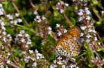26/05/2017 - 5db29531 - Aujac (30450)