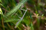 26/05/2017 - 5db29668 - Aujac (30450)