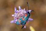 04/06/2017 - 5db31575 - La Garde-Freinet (83680)