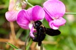 04/06/2017 - 5db31586 - La Garde-Freinet (83680)