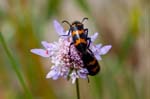2017-06-04 - 5db31612 - La Garde-Freinet (83680)