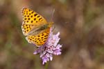04/06/2017 - 5db31642 - La Garde-Freinet (83680)