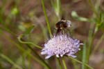 04/06/2017 - 5db31695 - La Garde-Freinet (83680)