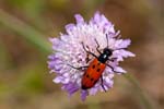 2017-06-04 - 5db31733 - La Garde-Freinet (83680)