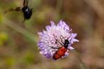 2017-06-04 - 5db31734 - La Garde-Freinet (83680)