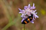 2017-06-04 - 5db31736 - La Garde-Freinet (83680)