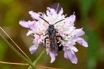 04/06/2017 - 5db31751 - La Garde-Freinet (83680)