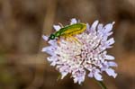 2017-06-04 - 5db31758 - La Garde-Freinet (83680)