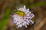 2017-06-04 - 5db31763 - La Garde-Freinet (83680)