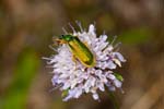 2017-06-04 - 5db31764 - La Garde-Freinet (83680)