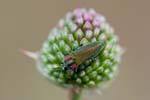 2017-06-05 - 5db31813 - Vauvenargues (13126) 2017-06-05 - 5db31813 - Vauvenargues (13126)