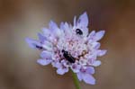 2017-06-05 - 5db31935 - Vauvenargues (13126) 2017-06-05 - 5db31935 - Vauvenargues (13126)