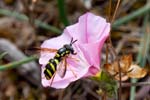 05/06/2017 - 5db31985 - Vauvenargues (13126)