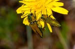 2017-06-05 - 5db32011 - Vauvenargues (13126) 2017-06-05 - 5db32011 - Vauvenargues (13126)