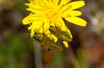 2017-06-05 - 5db32016 - Vauvenargues (13126) 2017-06-05 - 5db32016 - Vauvenargues (13126)
