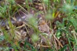 2017-06-05 - 5db32029 - Vauvenargues (13126) 2017-06-05 - 5db32029 - Vauvenargues (13126)