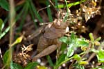 2017-06-05 - 5db32032 - Vauvenargues (13126) 2017-06-05 - 5db32032 - Vauvenargues (13126)