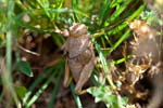 2017-06-05 - 5db32035 - Vauvenargues (13126) 2017-06-05 - 5db32035 - Vauvenargues (13126)