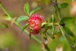 05/06/2017 - 5db32243 - Vauvenargues (13126)