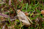 2017-06-05 - 5db32257 - Vauvenargues (13126) 2017-06-05 - 5db32257 - Vauvenargues (13126)