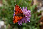 05/06/2017 - 5db32344 - Vauvenargues (13126)