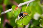 2017-06-05 - 5db32395 - Vauvenargues (13126)