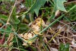 2017-06-05 - 5db32474 - Vauvenargues (13126) 2017-06-05 - 5db32474 - Vauvenargues (13126)