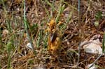2017-06-05 - 5db32476 - Vauvenargues (13126) 2017-06-05 - 5db32476 - Vauvenargues (13126)