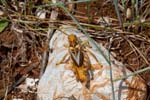 2017-06-05 - 5db32491 - Vauvenargues (13126) 2017-06-05 - 5db32491 - Vauvenargues (13126)