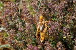 2017-06-05 - 5db32492 - Vauvenargues (13126) 2017-06-05 - 5db32492 - Vauvenargues (13126)